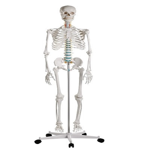 Laboratory skeleton mold