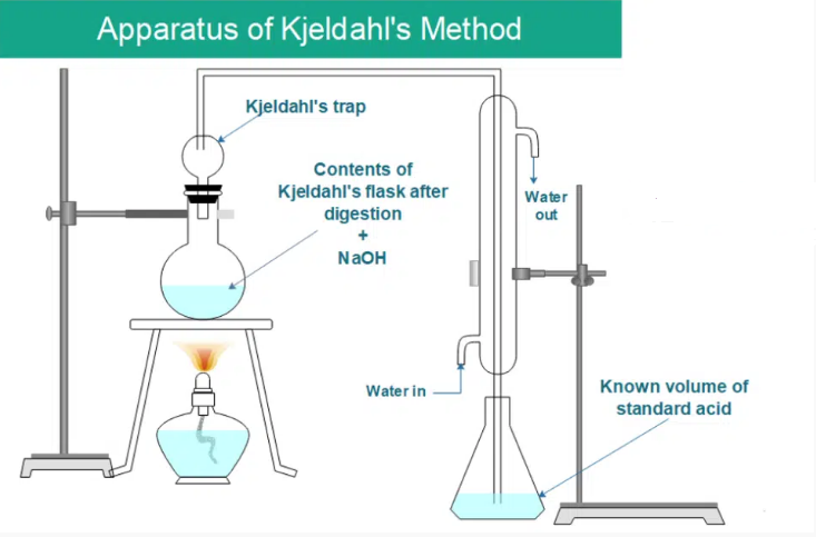 What is Kjeldahl or Kjeldahl?